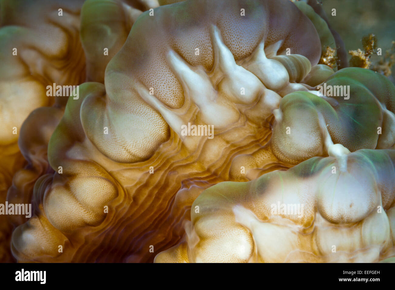 Detail der Blase Korallen, Plerogyra Sinuosa, Ambon, Molukken, Indonesien Stockfoto