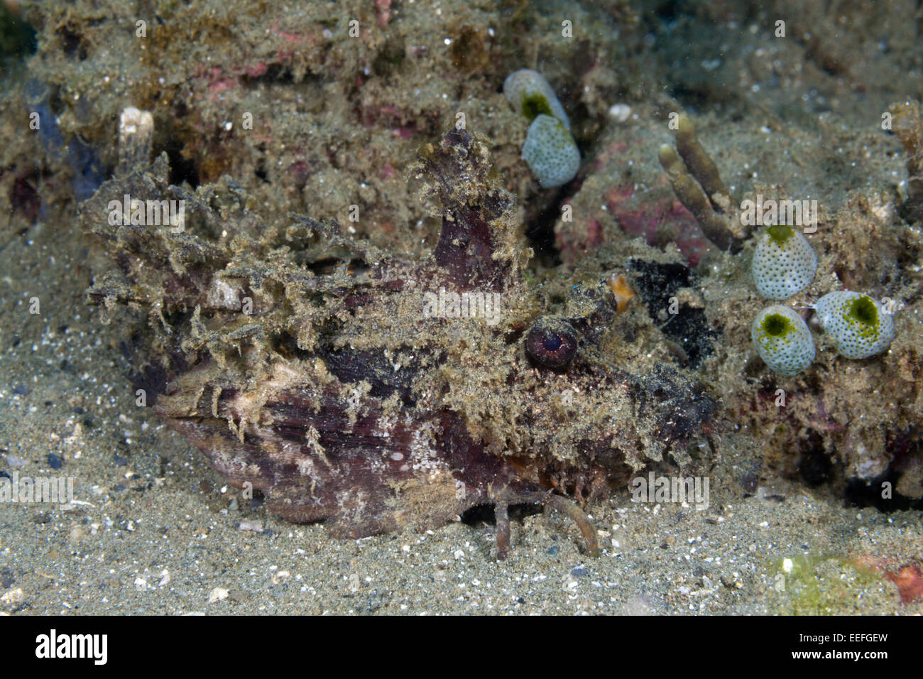Stachelige Devilfish Inimicus Didactylus, Ambon, Molukken, Indonesien Stockfoto