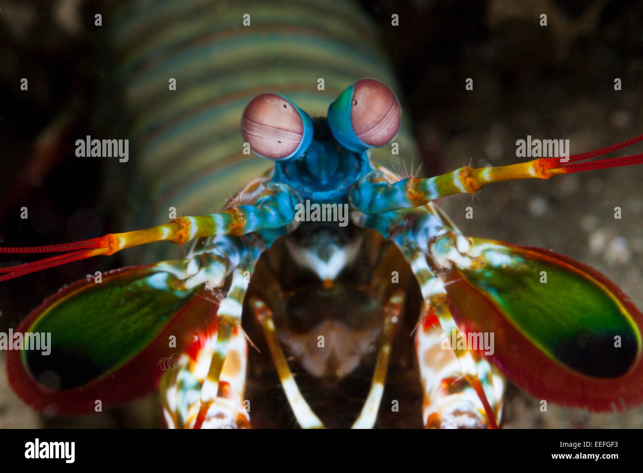 Fangschreckenkrebse, Odontodactylus Scyllarus, Ambon, Molukken, Indonesien Stockfoto