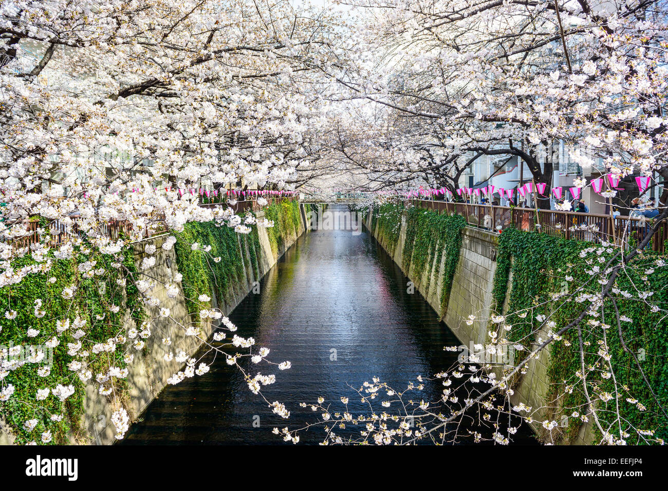Tokyo, Japan am Meguro Kanal im Frühjahr. Stockfoto