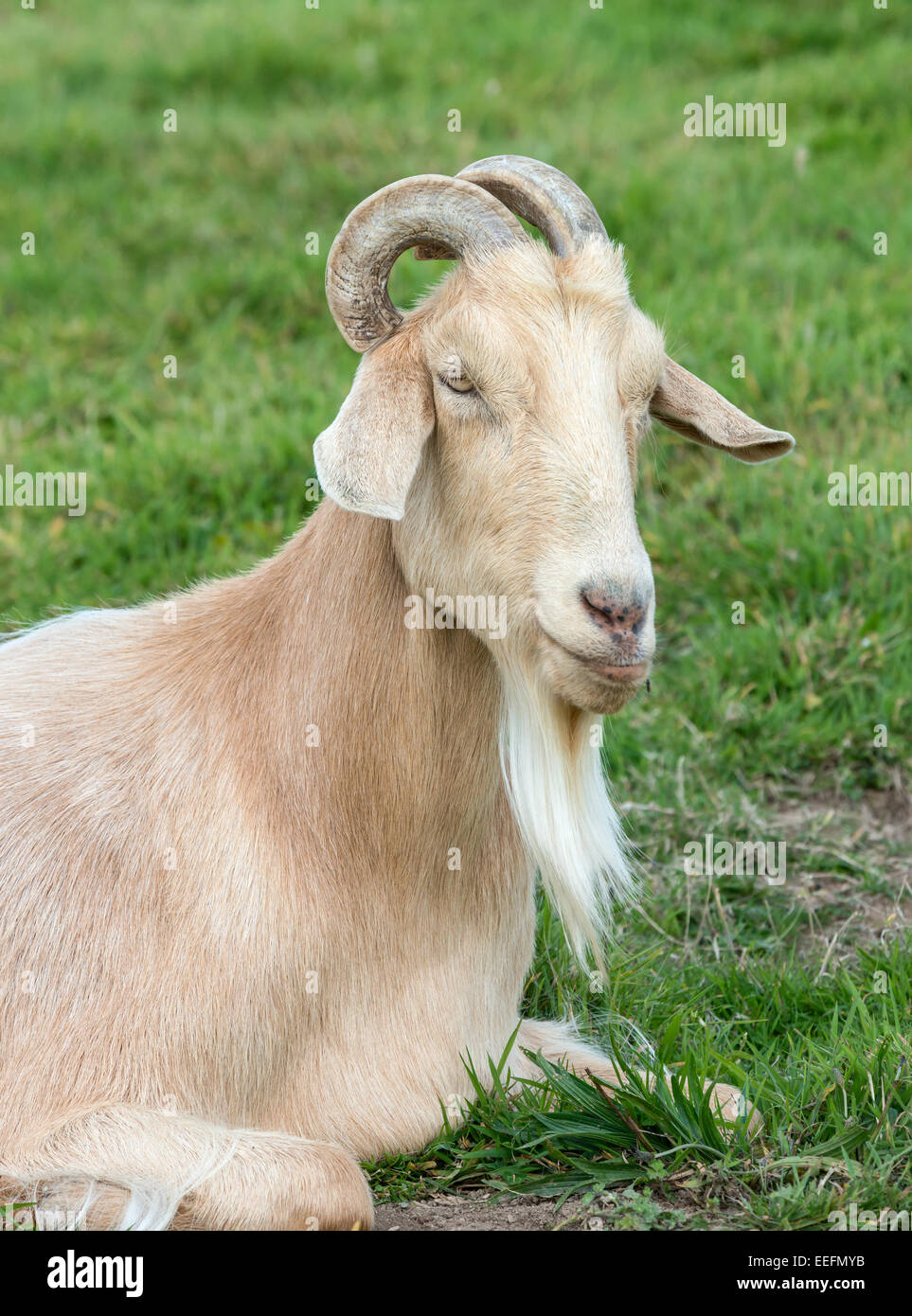 Nahaufnahme einer domestizierten Ziege Stockfoto