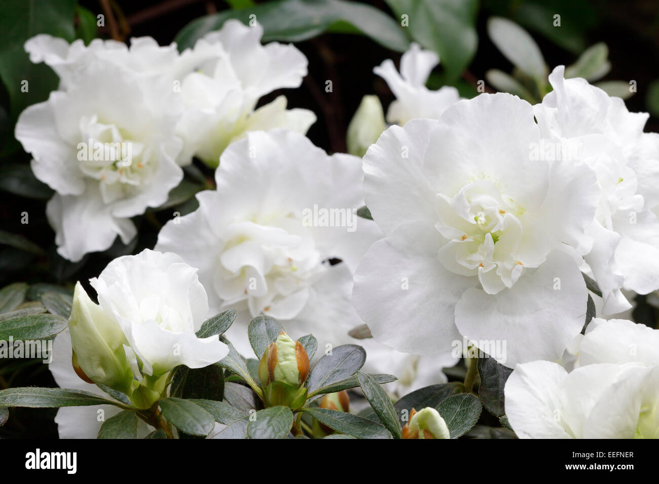 Rhododendron simsii Stockfoto