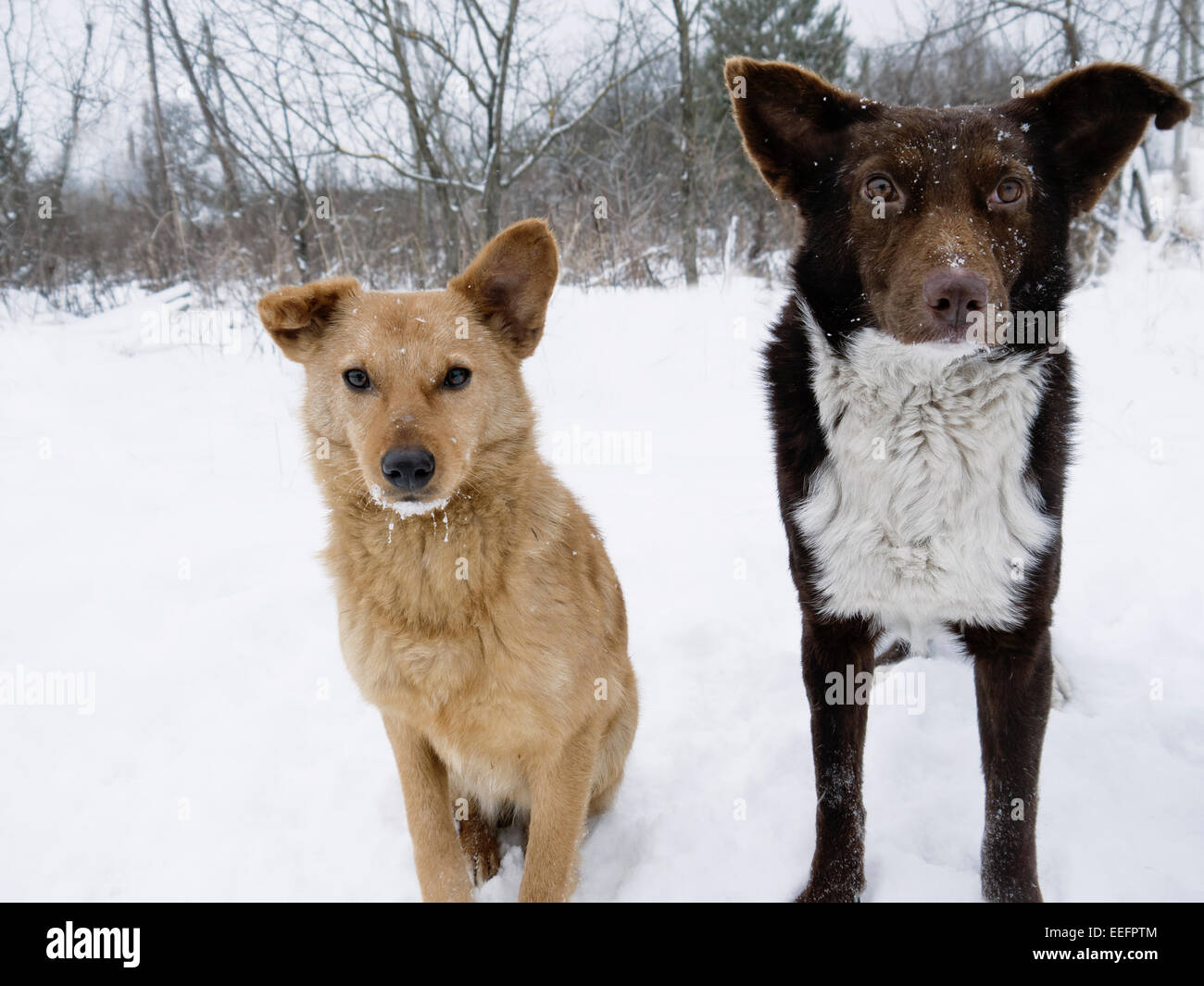Zwei streunende Hunde Stockfoto