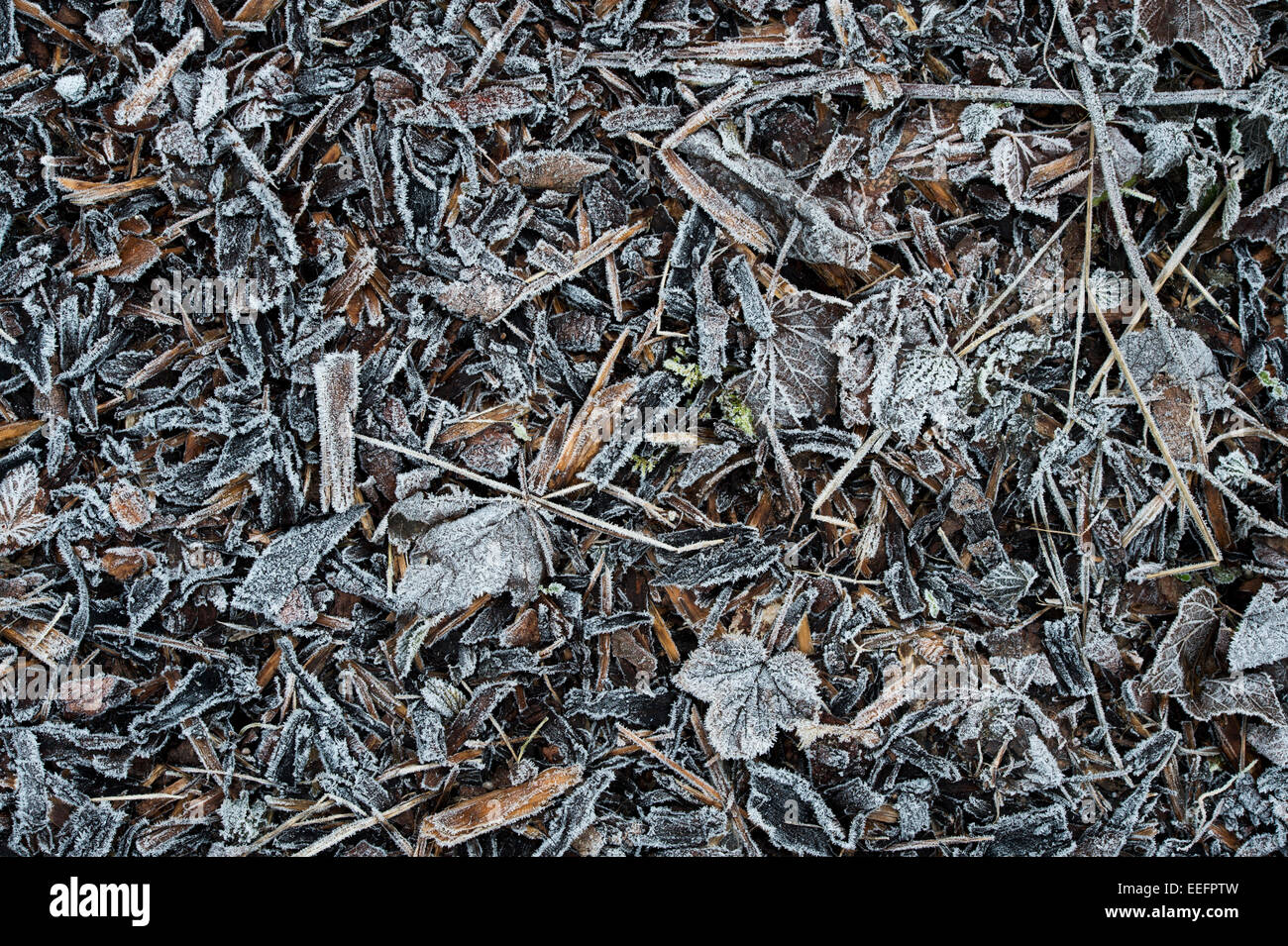 Frost bedeckt Wald chip Mulch und Blätter auf einem Gartenweg im Winter. Großbritannien Stockfoto