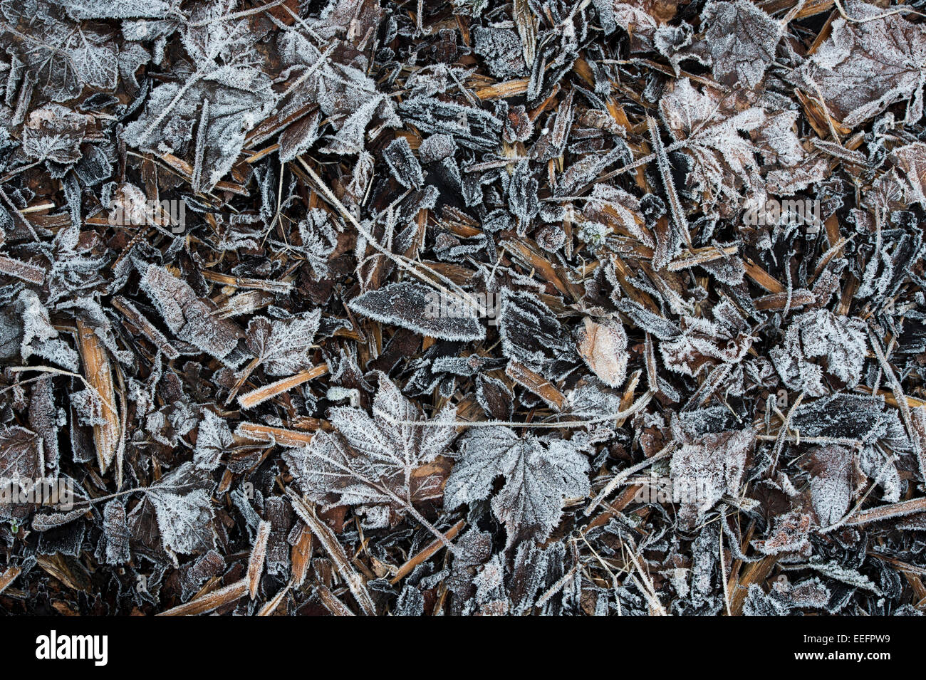 Frost bedeckt Wald chip Mulch und Blätter auf einem Gartenweg im Winter. Großbritannien Stockfoto