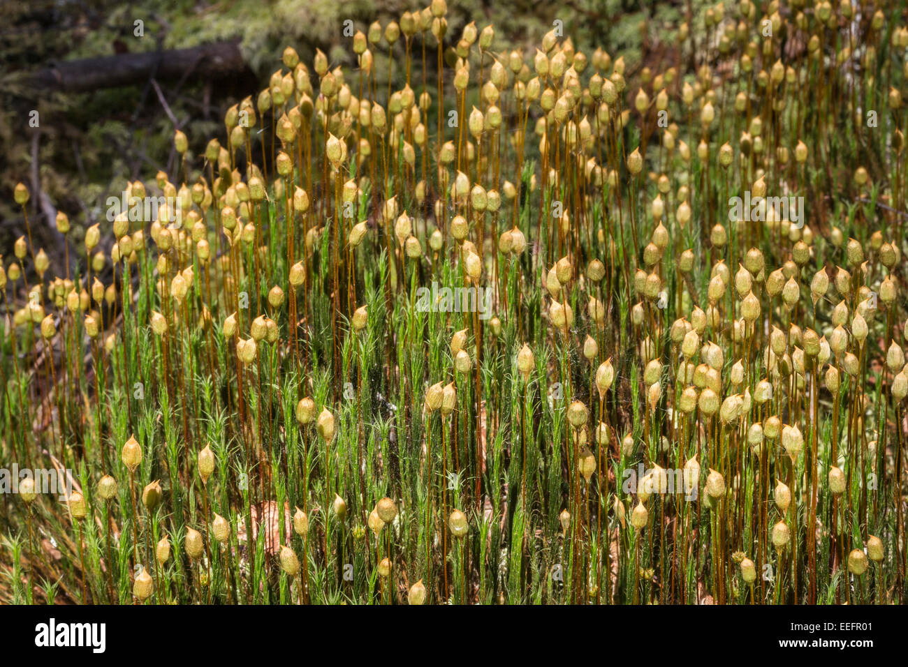 Polytrichnum Gemeinde am Torbreck Wald in Schottland. Stockfoto