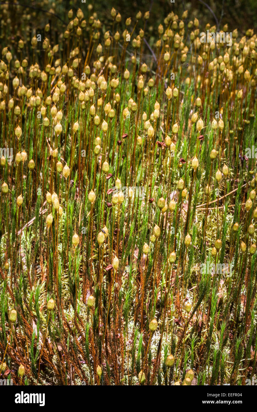 Polytrichnum Gemeinde am Torbreck Wald in Schottland. Stockfoto