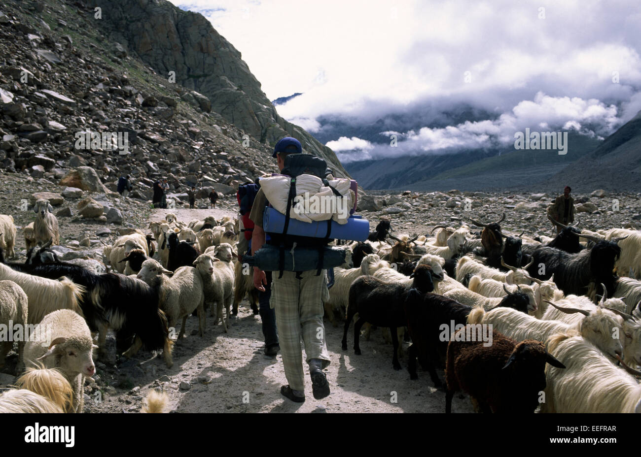 Indien, Himachal Pradesh, Lahaul Valley, Schafherden und Menschen Trekking Stockfoto