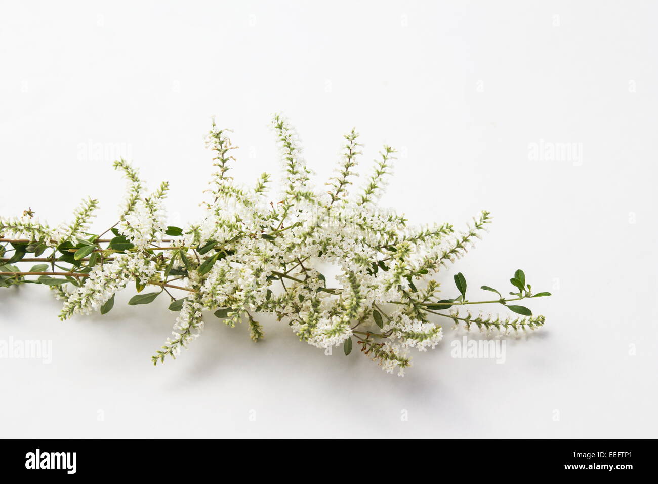 Duftende Bee-Bürste (Aloysia Gratissima) Pflanzenblüten auf weißem Hintergrund Stockfoto