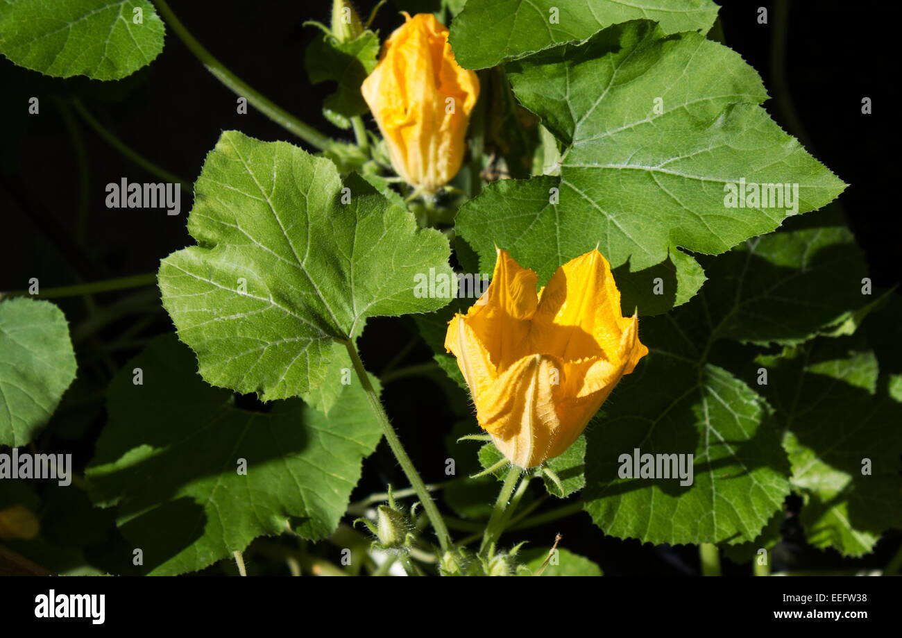 Zucchini/Zucchini (Curcubita Pepo) Pflanze in voller Blüte Stockfoto