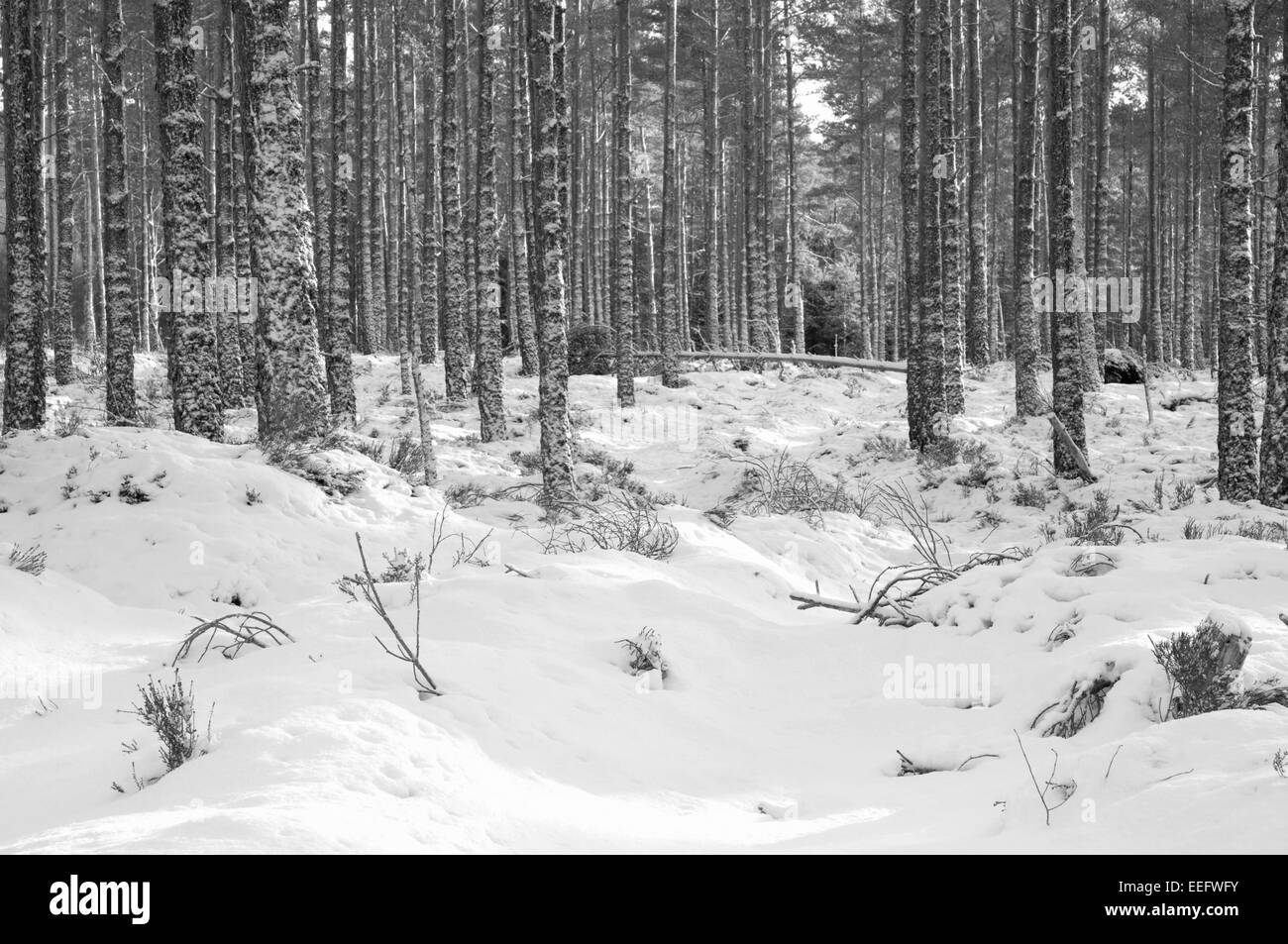 Schneebedeckte Kiefernwald in den Cairngorms National Park Stockfoto