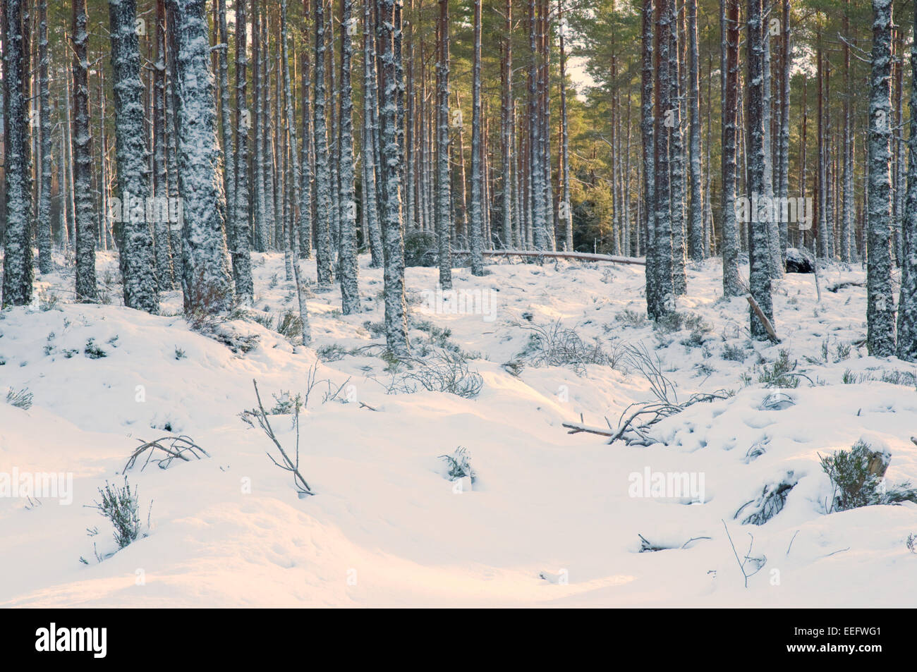 Schneebedeckte Kiefernwald in den Cairngorms National Park Stockfoto