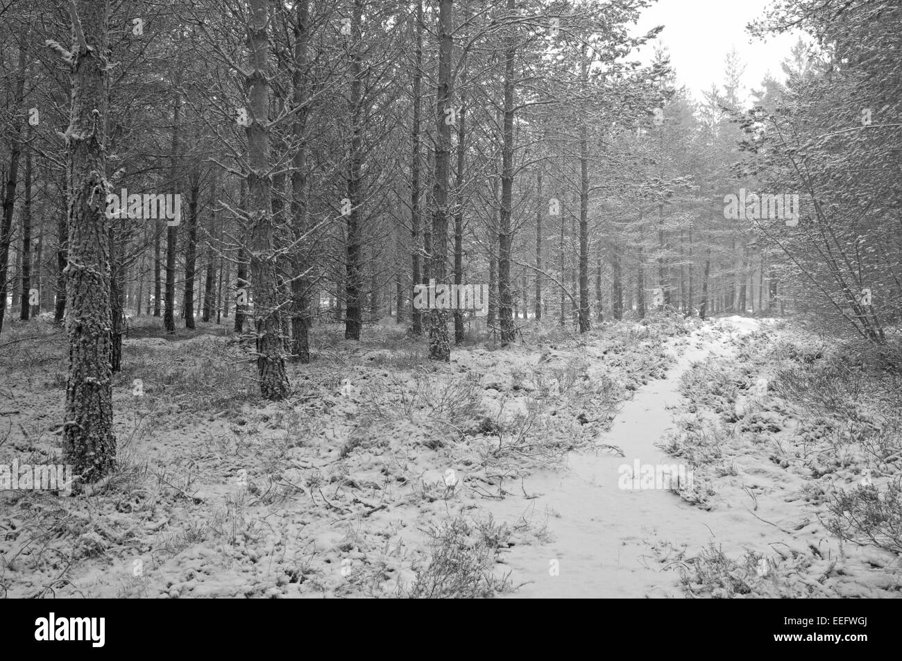 Die Königin Wald in den Cairngorms während eines Schneesturms Stockfoto