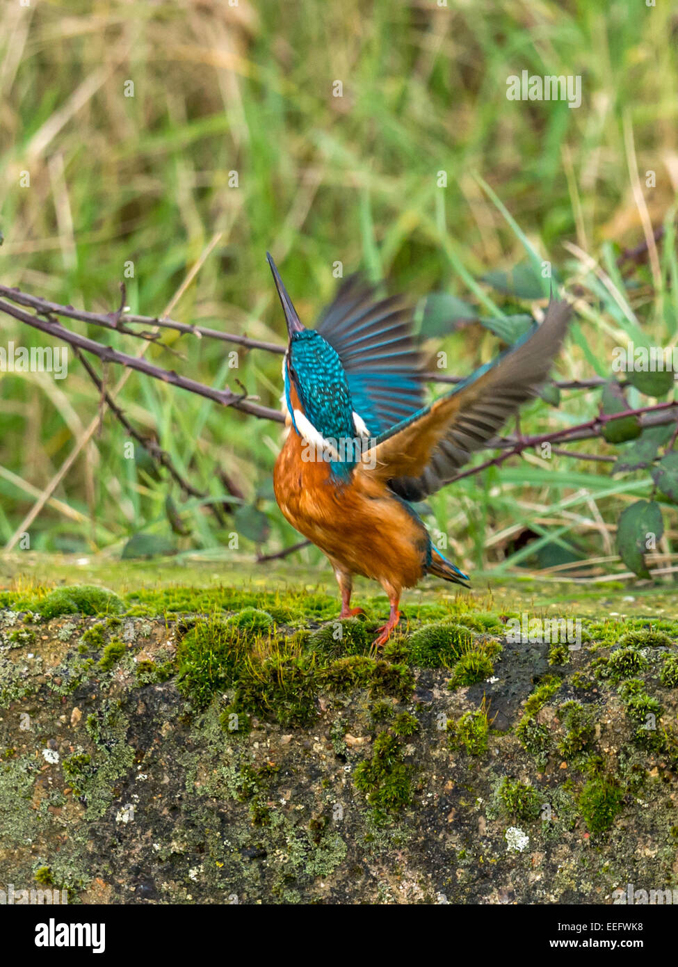 Britische Tierwelt, eurasische Kingfisher [Alcedo Atthis] ergreift die Flucht aus seinem Ast auf einem moosigen Stockfoto