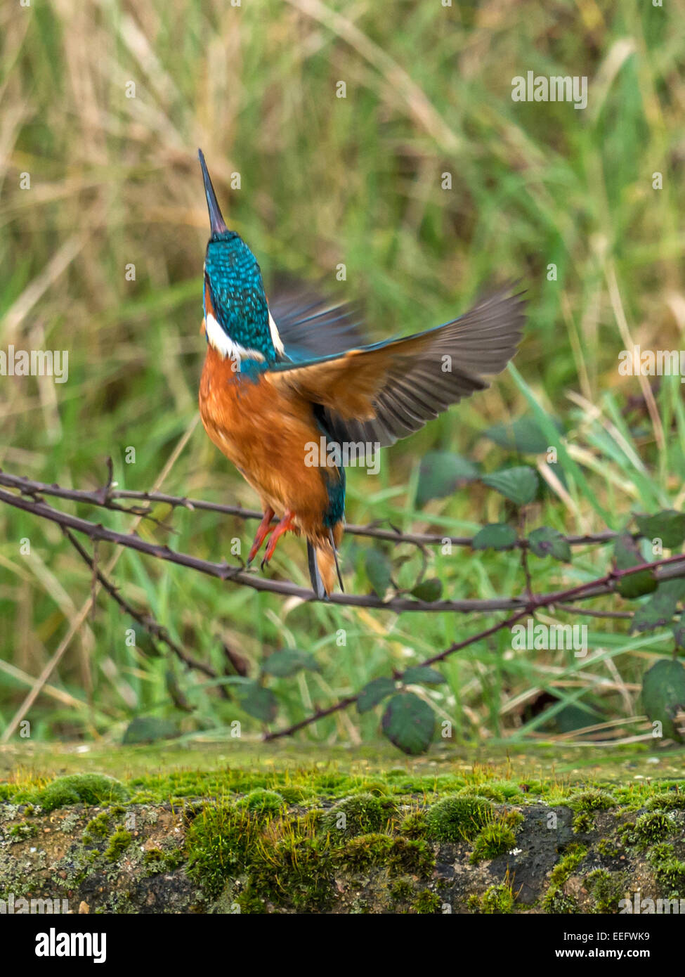 Eisvogel [Alcedo Atthis] ausziehen aus seiner am Flussufer Barsch. Stockfoto