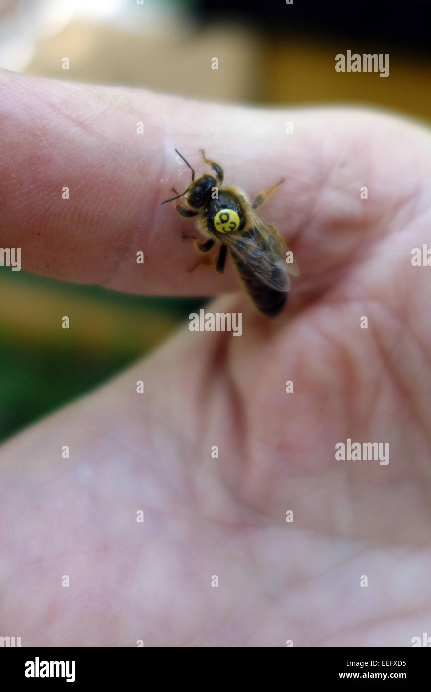 Berlin, Deutschland, Bienenkoenigin mit gelben Zettel Jahreszahl wird fotografiert Stockfoto