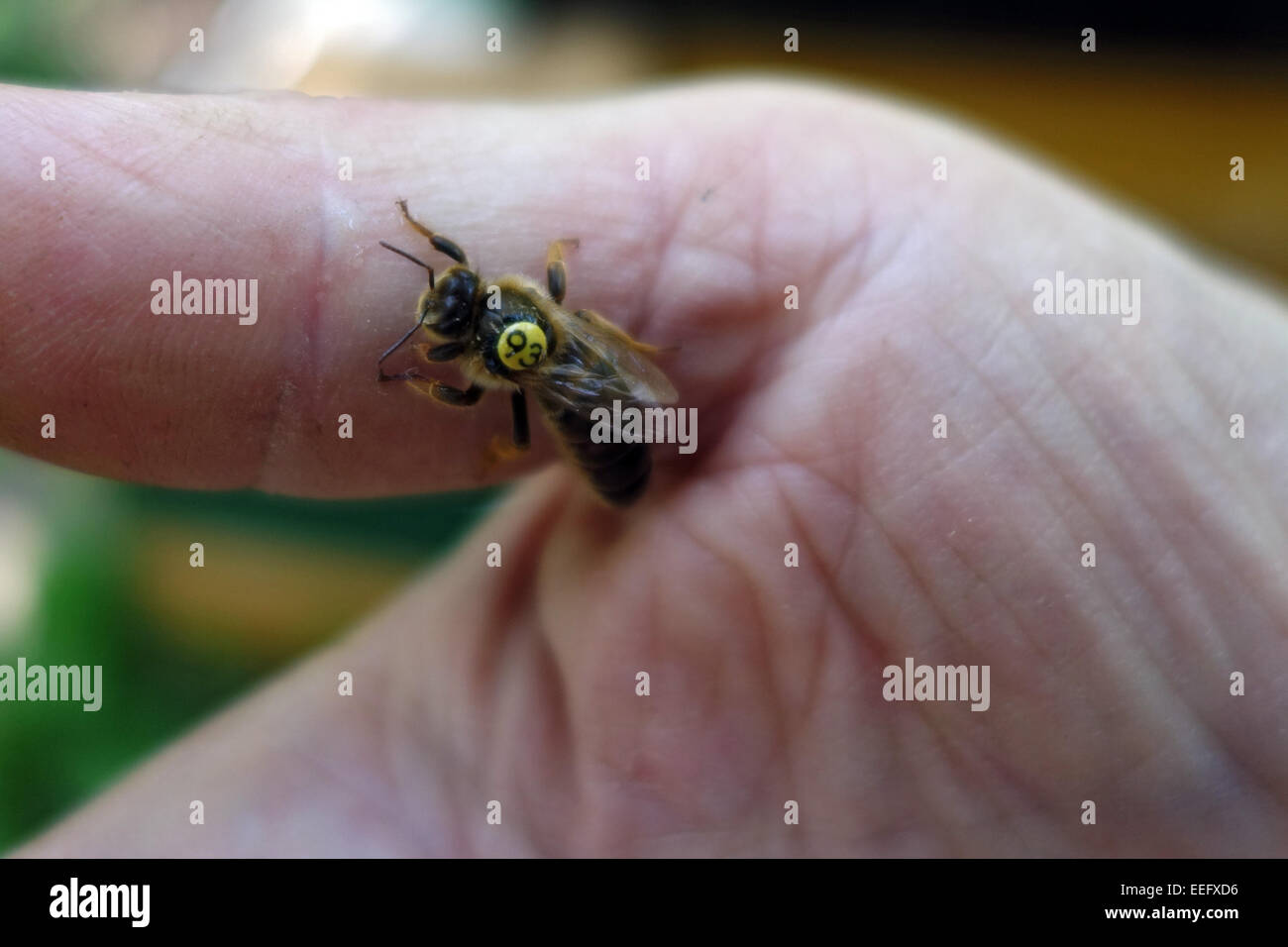 Berlin, Deutschland, Bienenkoenigin mit gelben Zettel Jahr markieren auf einer hand Stockfoto