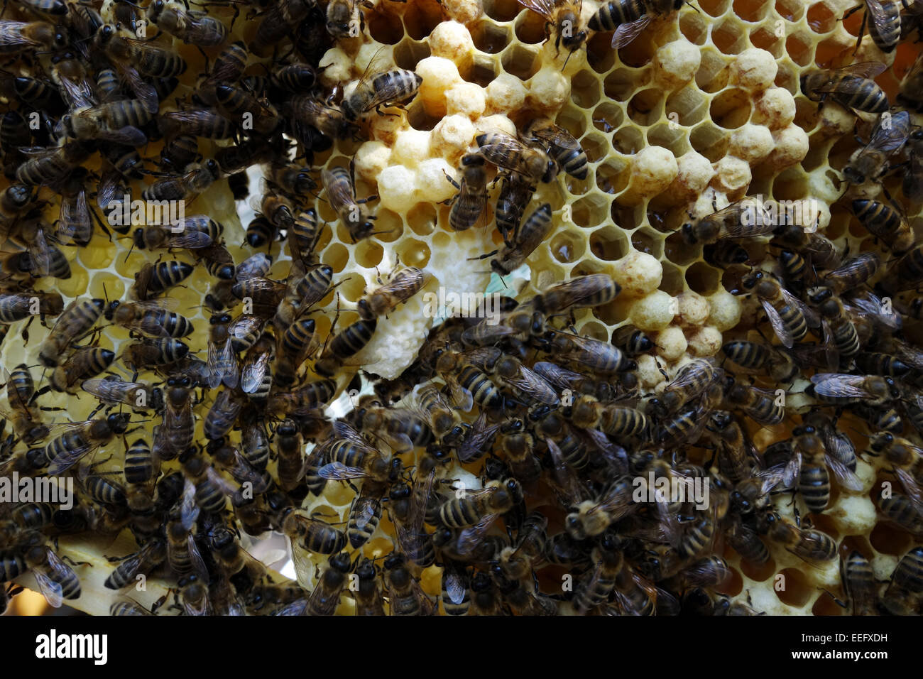 Berlin, Deutschland, Schwarm Bienen auf einer Honigwabe mit Zellen Stockfoto