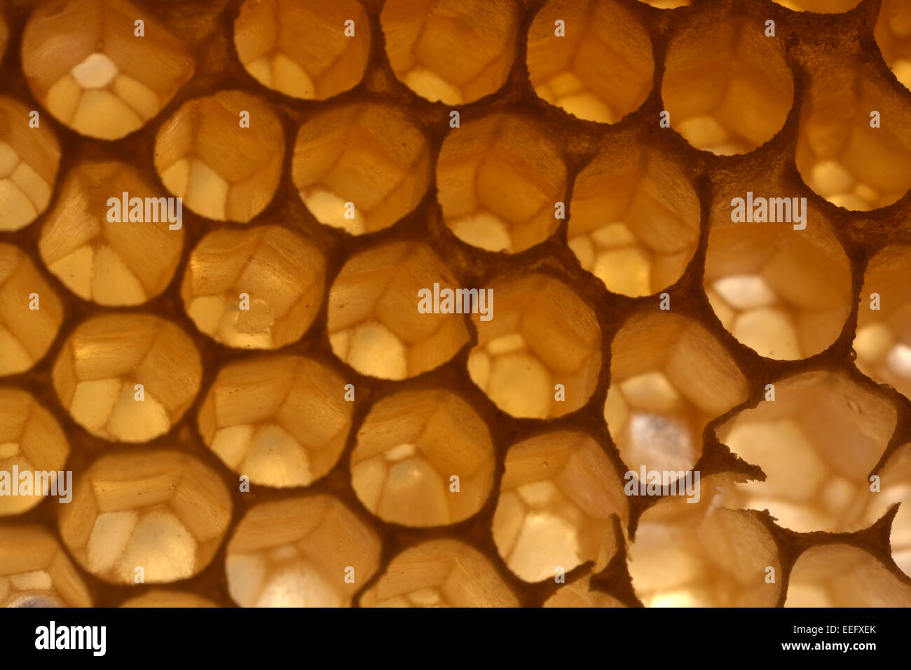 23.05.2014, Berlin, Berlin, Deutschland - Bienenwaben. 00S140523D005CAROEX. JPG - N O T S A L e G E R M A N y / G E R M A N Y Stockfoto