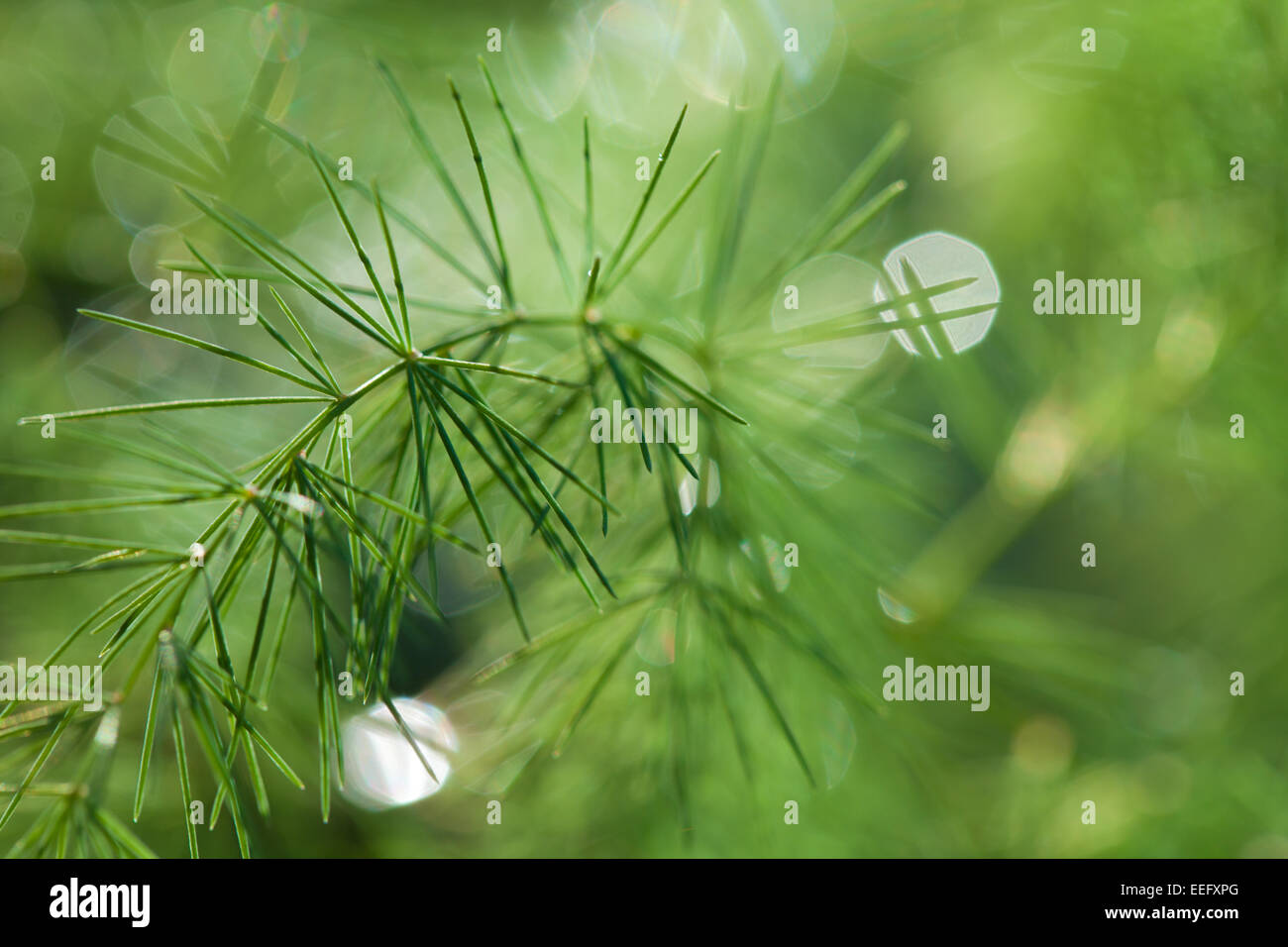 grüner Spargel Zweige Hintergrund mit Wasser Tropfen natürlichen Hintergrund Stockfoto