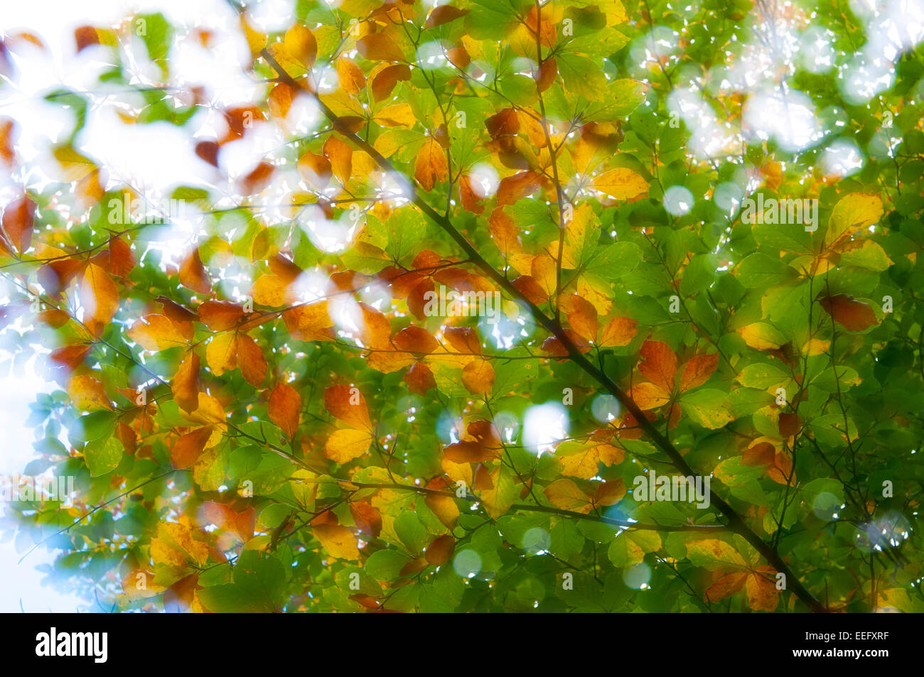 Lebendige Farben der Blätter können als Hintergrund nützlich sein. Stockfoto