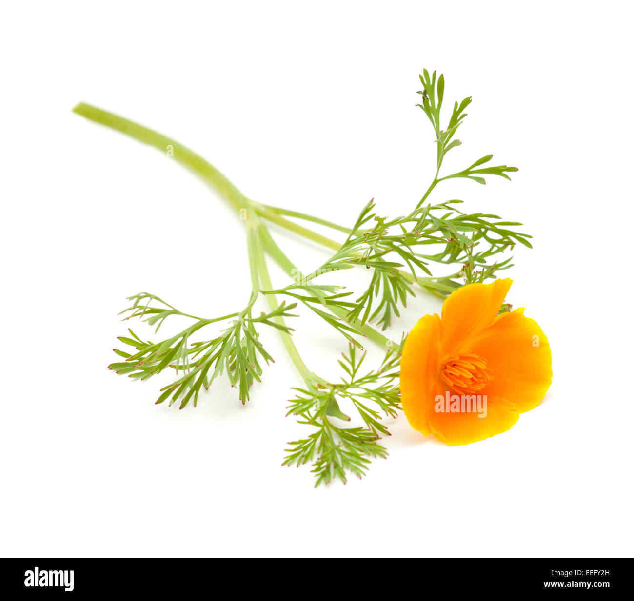 Leuchtend Orange-gelben kalifornische Mohn isoliert auf weiss Stockfoto