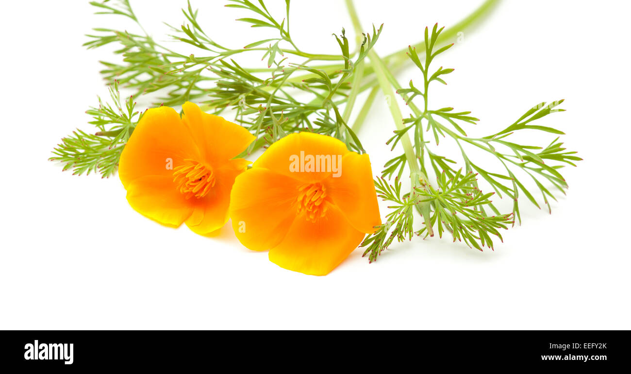 Leuchtend Orange-gelben kalifornische Mohn isoliert auf weiss Stockfoto