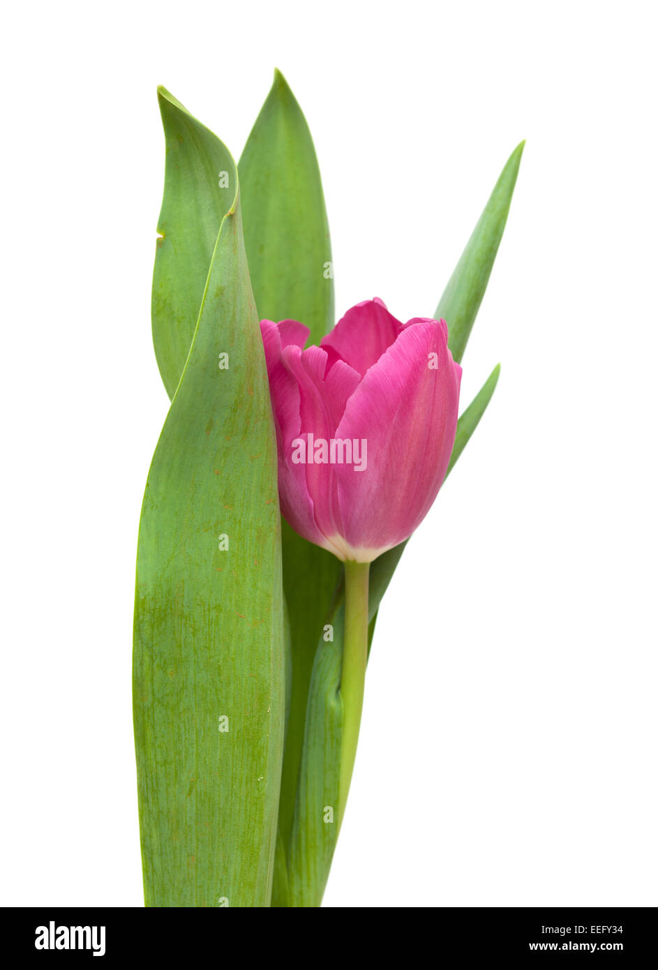 Magenta Tulpe isoliert auf weißem Hintergrund Stockfoto