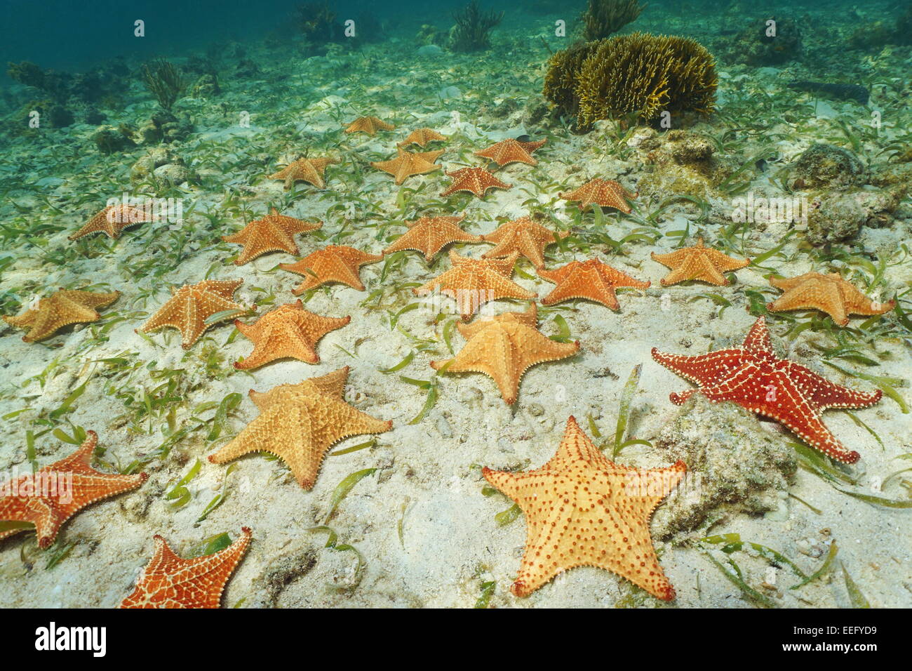 Gruppe von Seesternen, Kissen-Seestern Oreaster Reticulatus, Unterwasser auf Meeresgrund, Caribbean Stockfoto