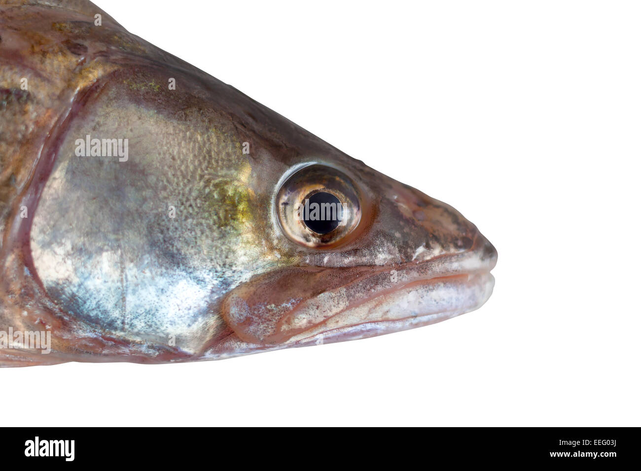 Fisch Kopf Hecht Barsch isolierten weißen Hintergrund Beschneidungspfad Stockfoto