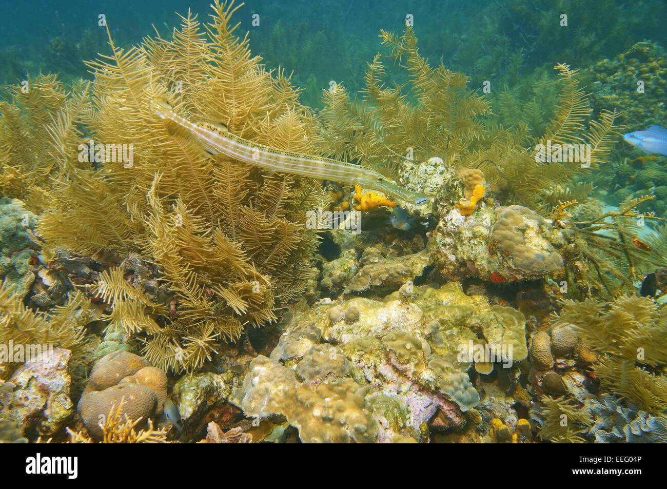 Trumpetfish, Aulostomus Maculatus, Unterwasser in einem Korallenriff des karibischen Meeres Stockfoto