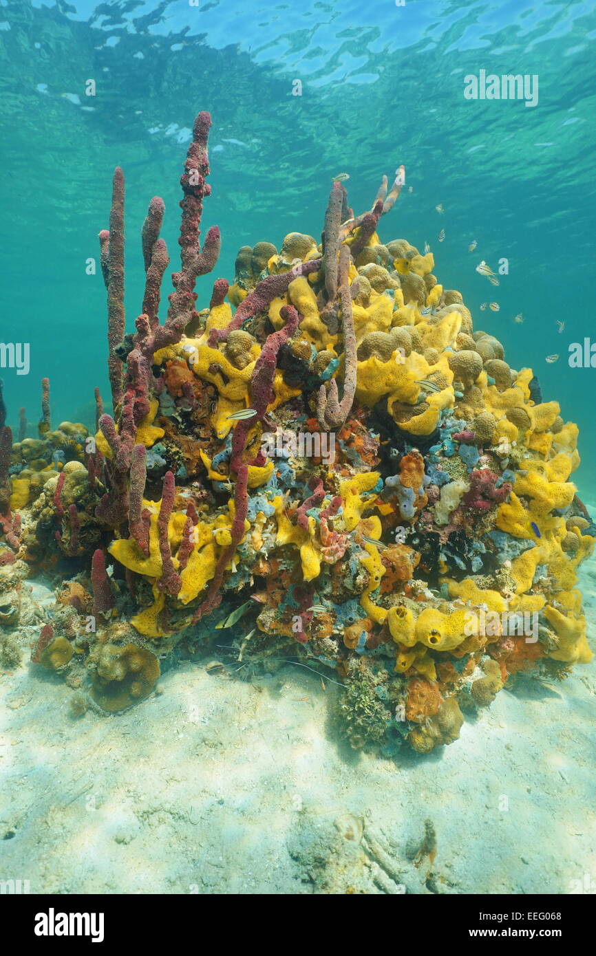 Bunte Schwämme unter dem Meer in einem Korallenriff, Caribbean Stockfoto