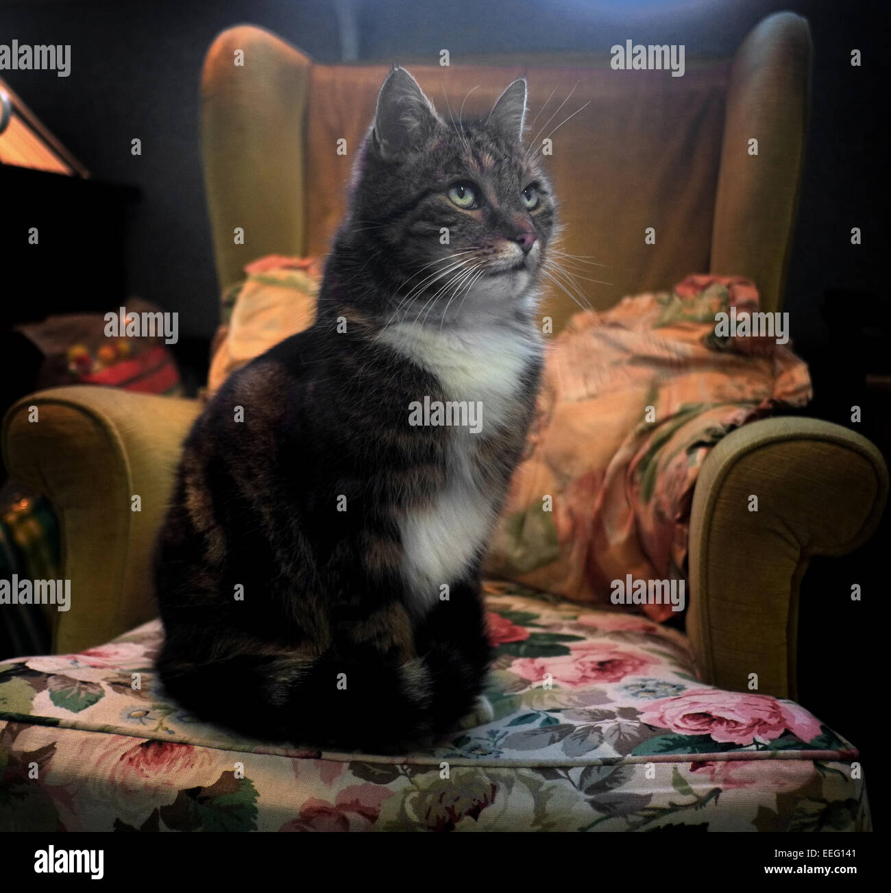 Katze auf Stuhl sitzend Stockfoto