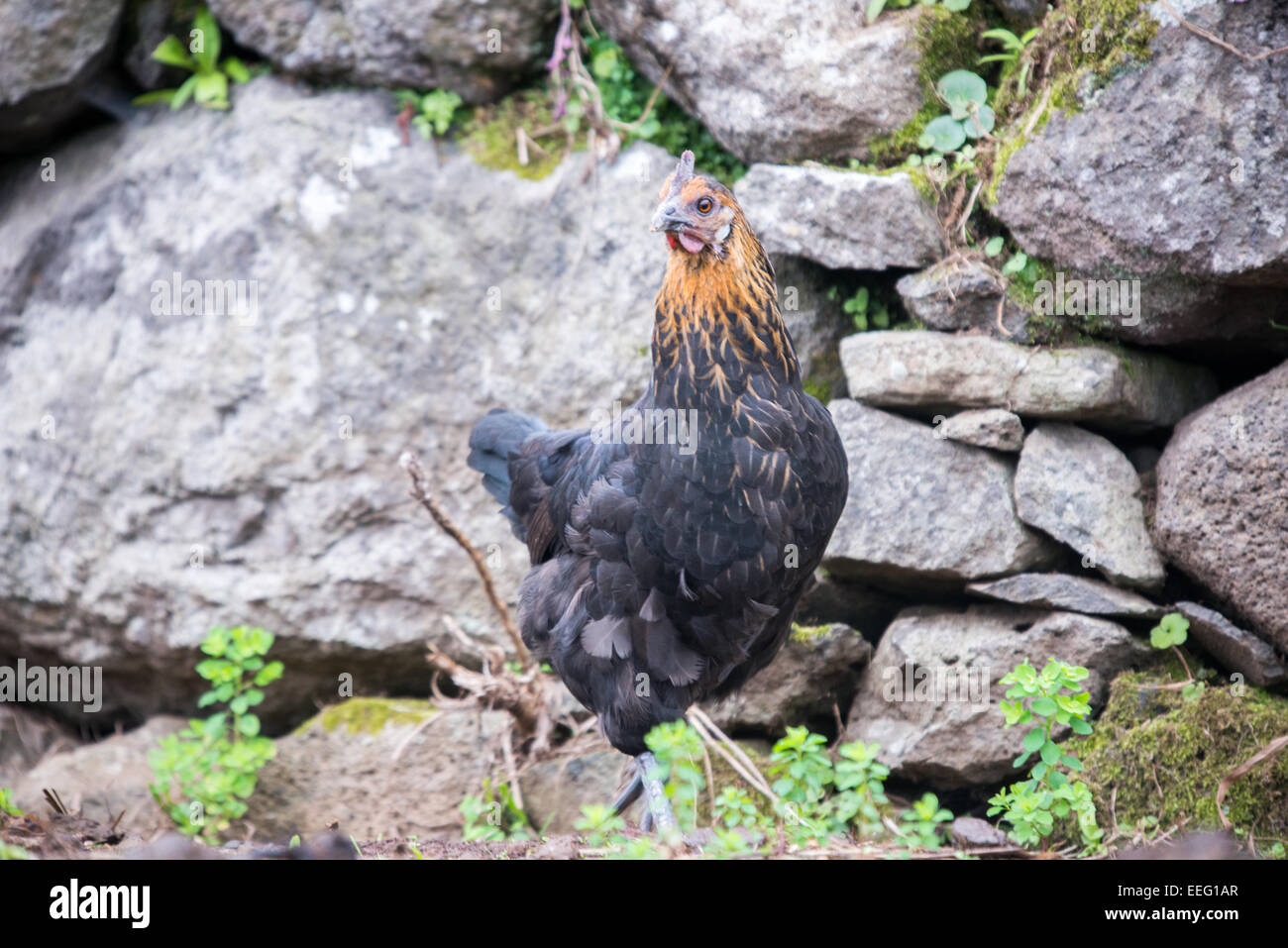 Schwarzen Bauernhof Vogel Stockfoto