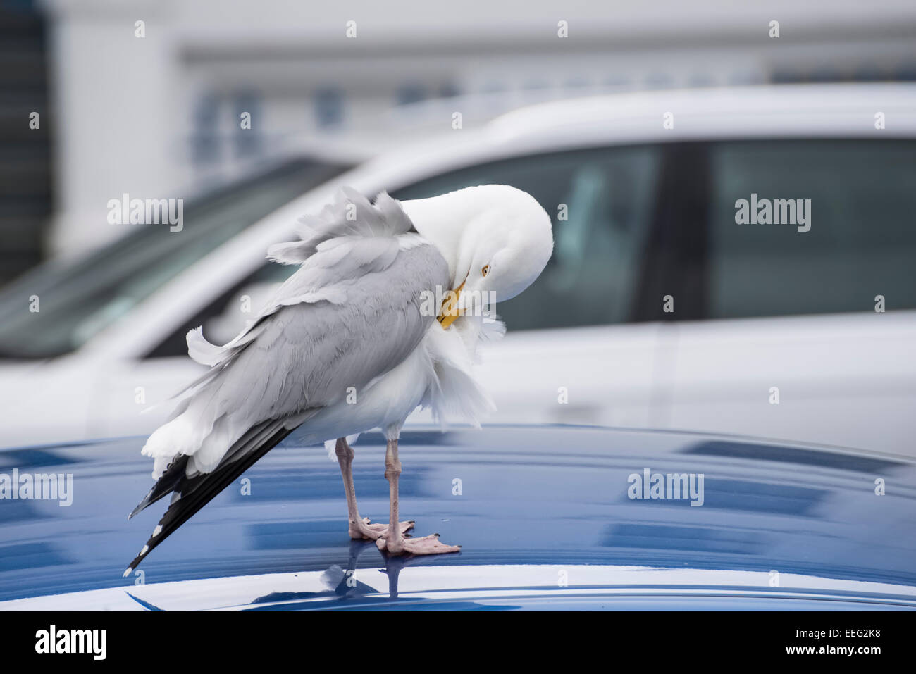 Llandudno Promenade, Sea Gull putzen auf Autos Stockfoto