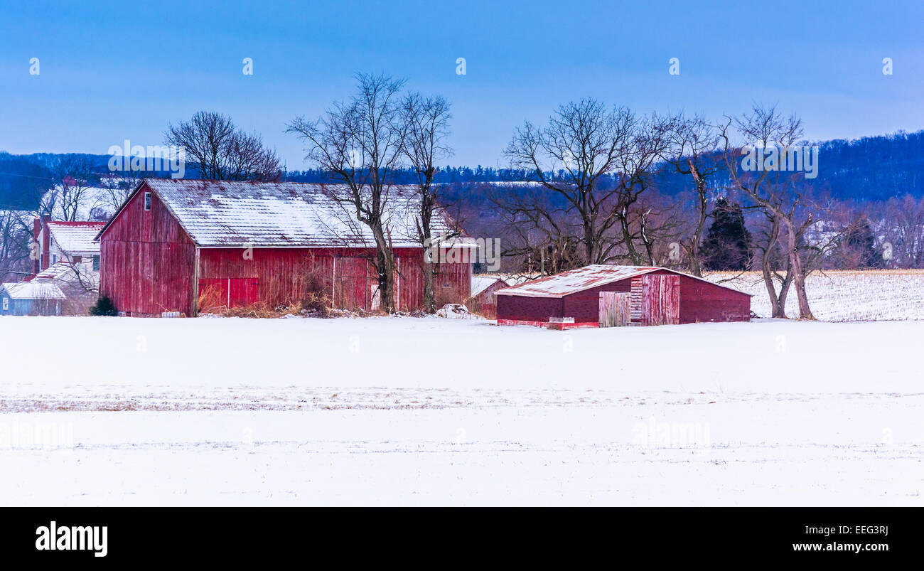 Roten Scheunen in einem schneebedeckten Feld in ländlichen York County, Pennsylvania. Stockfoto