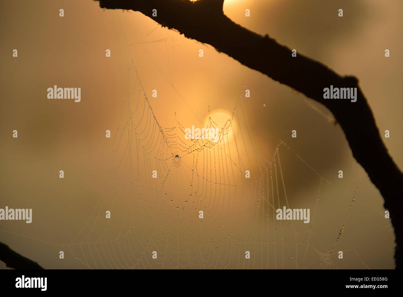 Tau bedeckten Spinnennetz und aufgehende Sonne spiegelt sich in den kleineren der Stift Teiche, Richmond Park, London Stockfoto