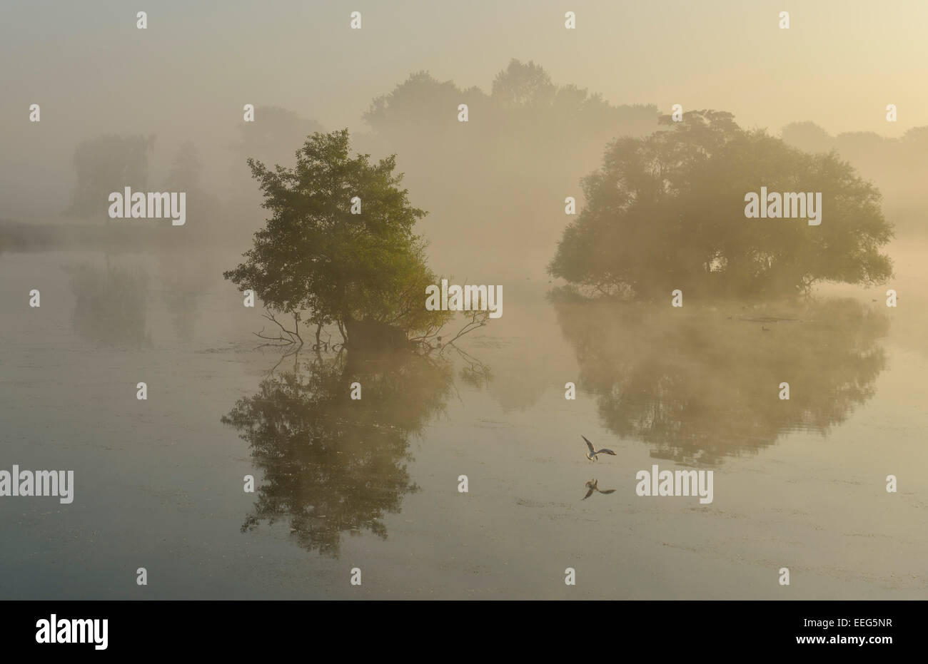 Kleineren der beiden Teiche Stift bei Sonnenaufgang, Richmond Park, London, UK Stockfoto