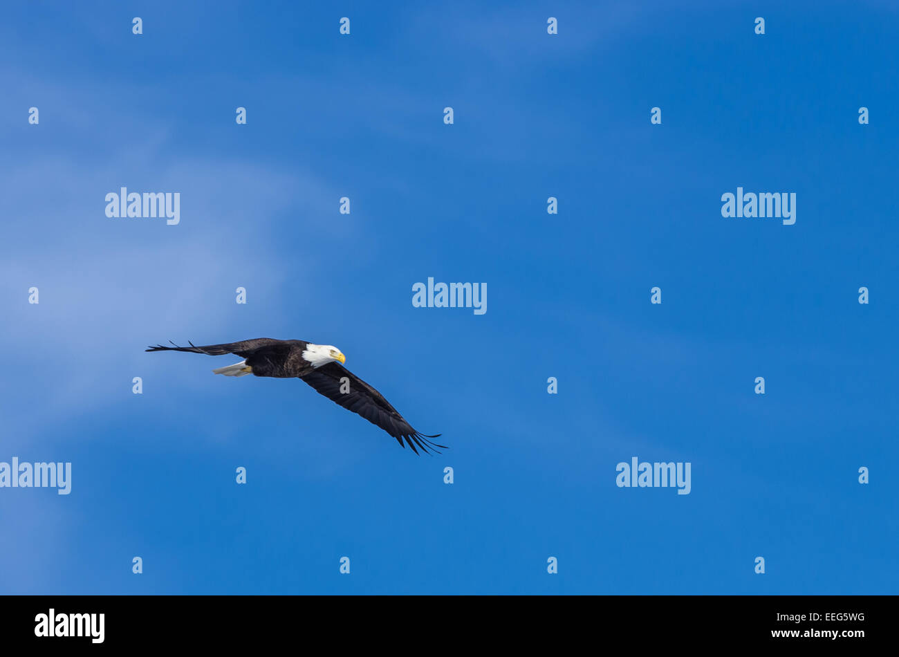 Ein Adler schwebt. Stockfoto
