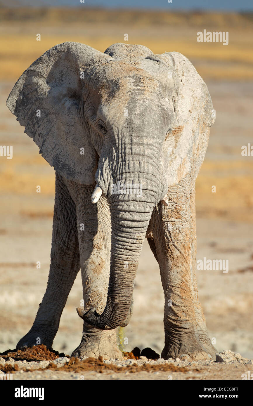 Große afrikanische Elefant (Loxodonta Africana) Bull Schlamm, Etosha Nationalpark, Namibia Stockfoto