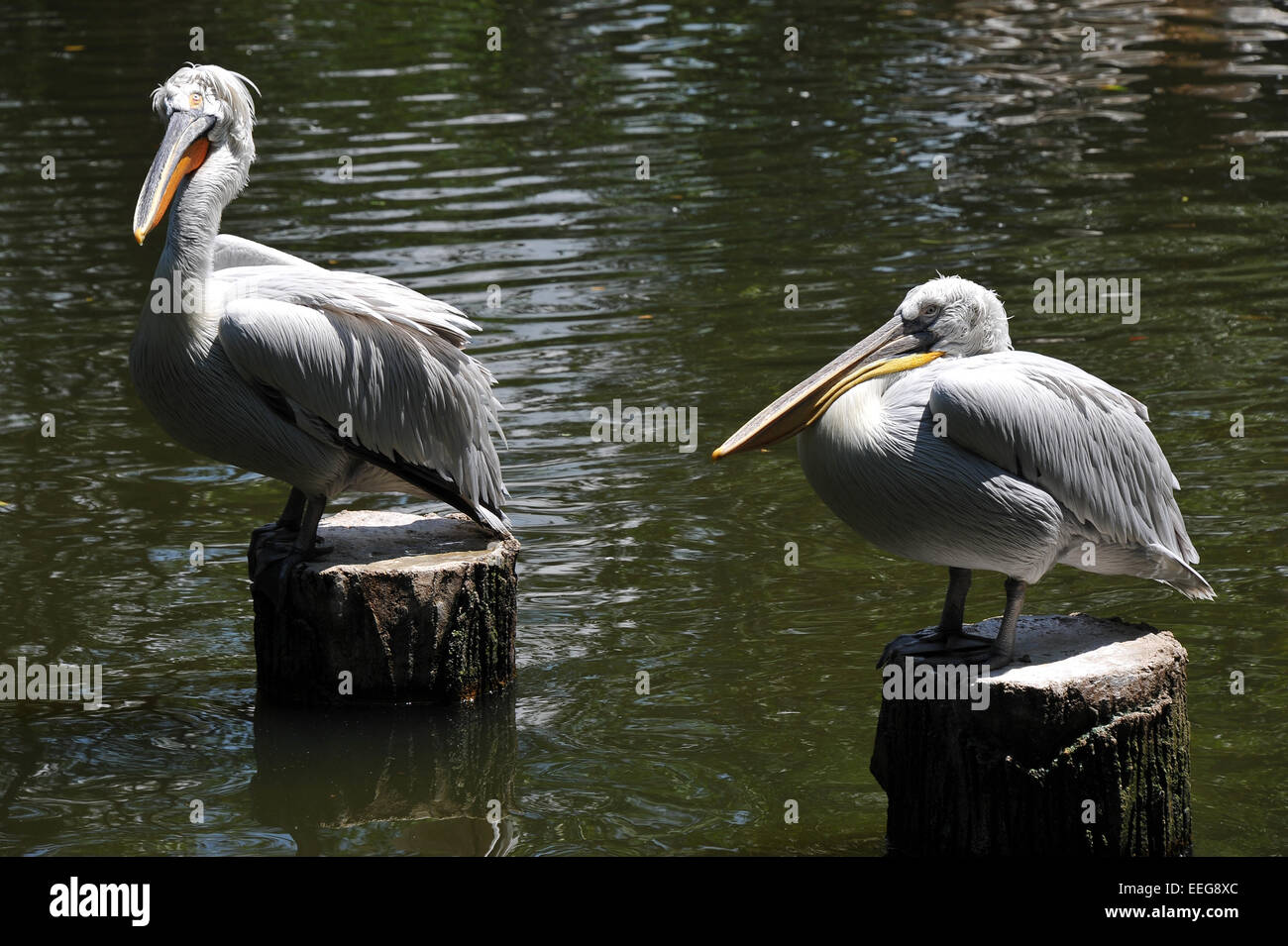 Pelikane Stockfoto