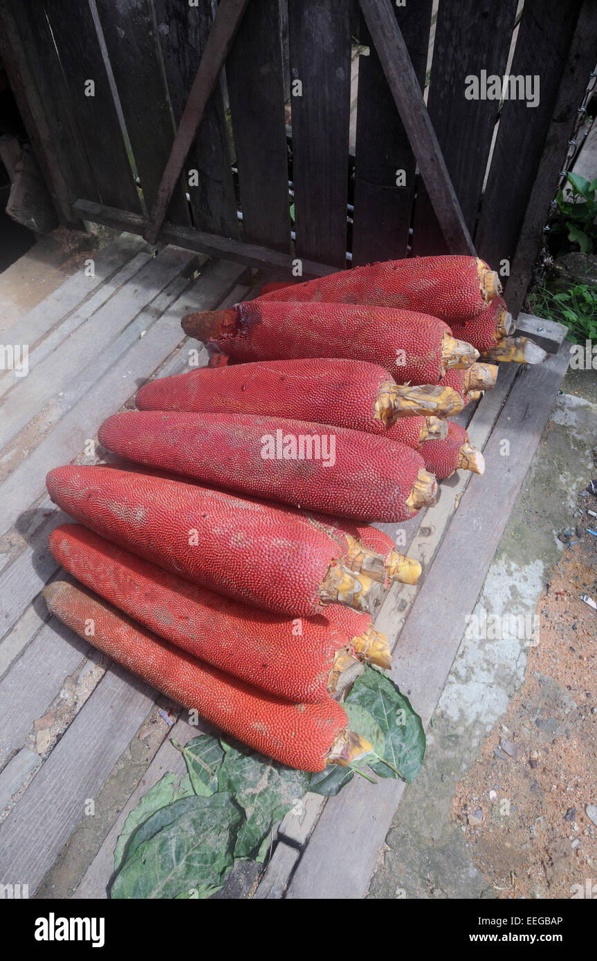 Früchte von Pandanus Conoideus Buah Merah genannt und verwendet lokal als traditionelle Medizin in West-Papua. Sorong, Indonesien Stockfoto