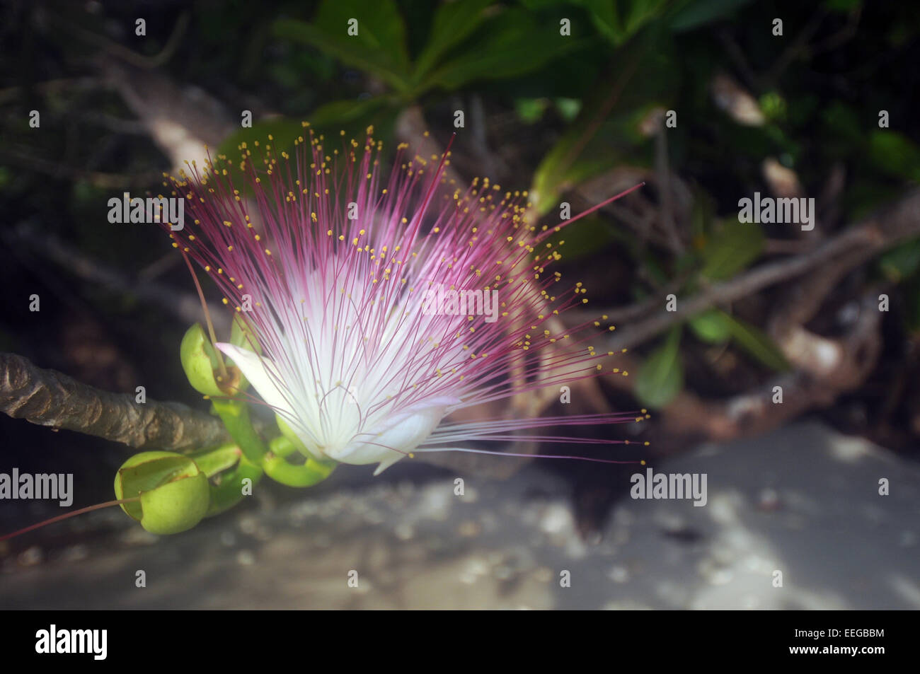 Blume des Boxfruit (Barringtonia SP.), einem gemeinsamen Indo-Pazifik Strand Baum, Gam Insel, Raja Ampat, Provinz Papua, Indonesien Stockfoto