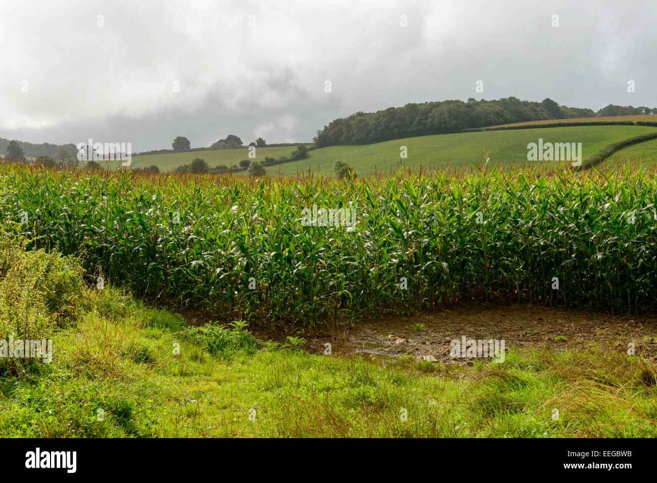 Landschaft mit Mais und grass Felder in Dorset Hügellandschaft Stockfoto
