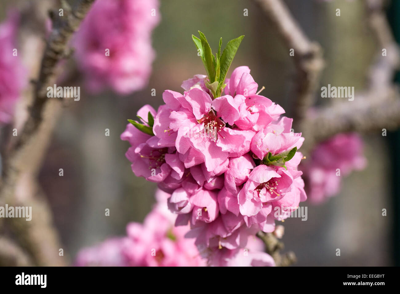 Prunus Persica "Bonanza". Pfirsichblüte im Frühjahr. Stockfoto