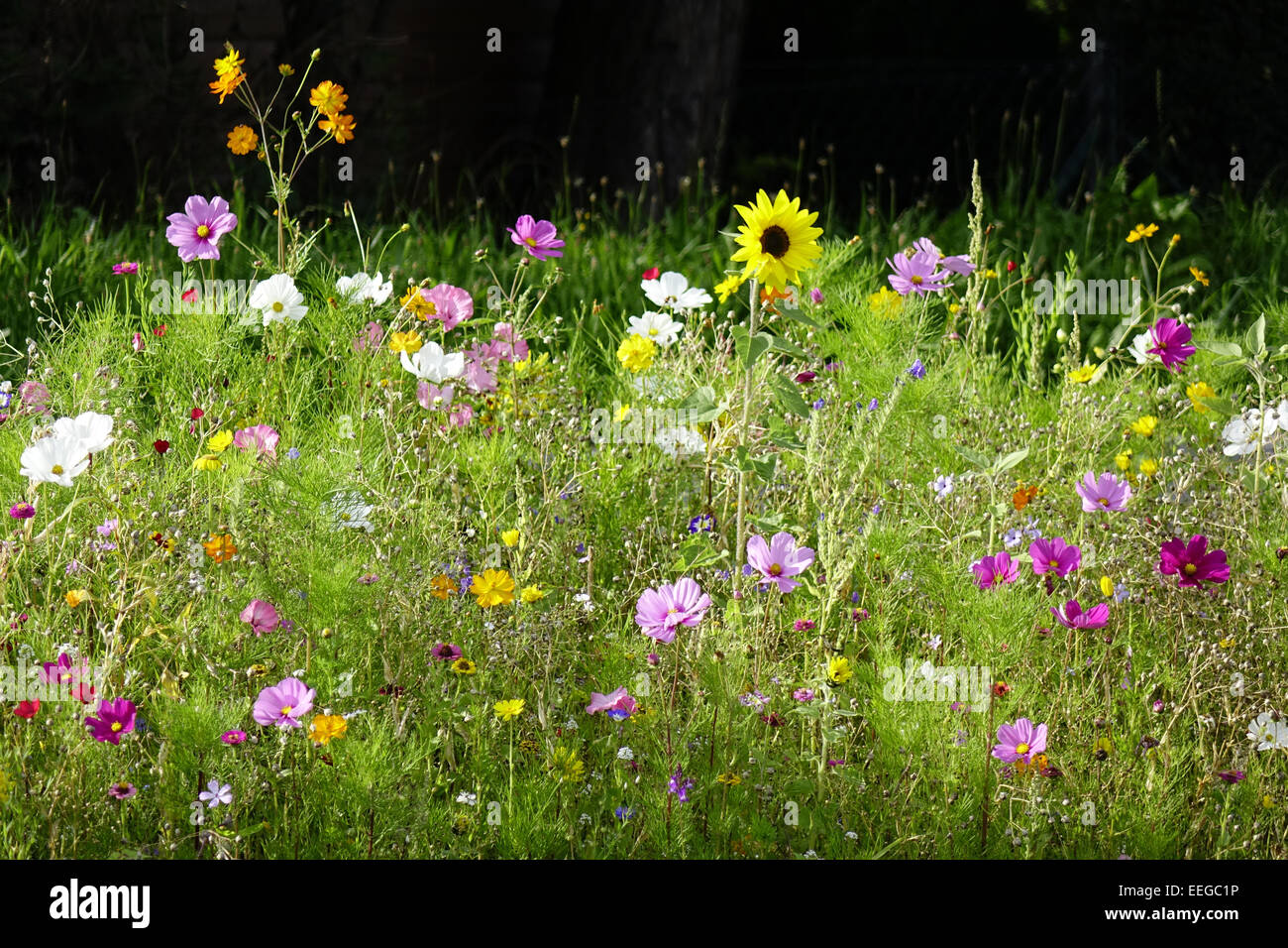 Bunte Blumenwiese Im Sommer, bunte Blumenwiese im Sommer, außen, Wildblumen, Wildblumen, Wiesen, Wiese, Blumen, fließen Stockfoto