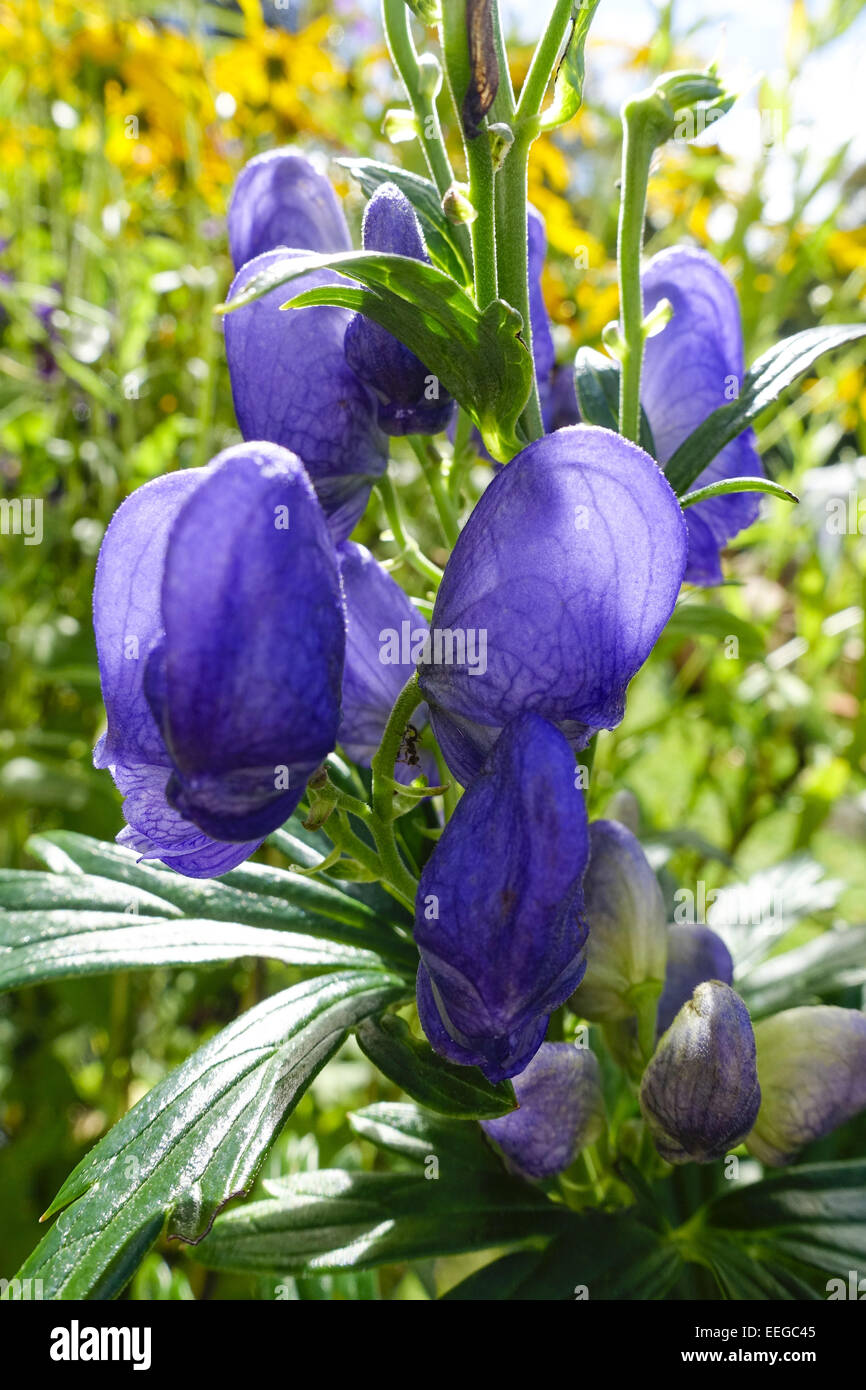 Eisenhut, Herbst-Eisenhut, Herbsteisenhut, Garten-Eisenhut, Garteneisenhut, Giftpflanze (Aconitum Arendsii) (Aconitum Carmichael Stockfoto