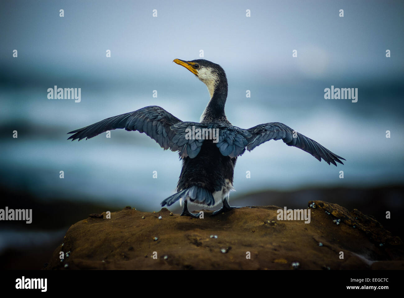 Osprey Verbreitung Flügel stehend auf dem Riff Stockfoto