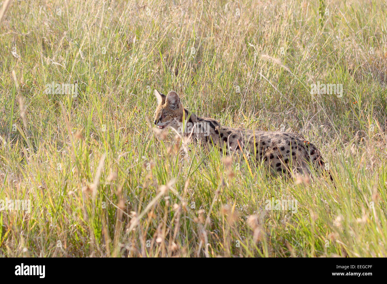 Ein Serval Leptailurus Serval, in der Savanne Serengeti Nationalpark, Tansania. Dieser mittlere Afrikanischen Wildkatze ist ein elu Stockfoto