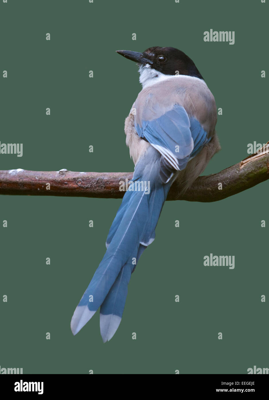Azure-Winged Elster (Cyanopica Cyana) Stockfoto